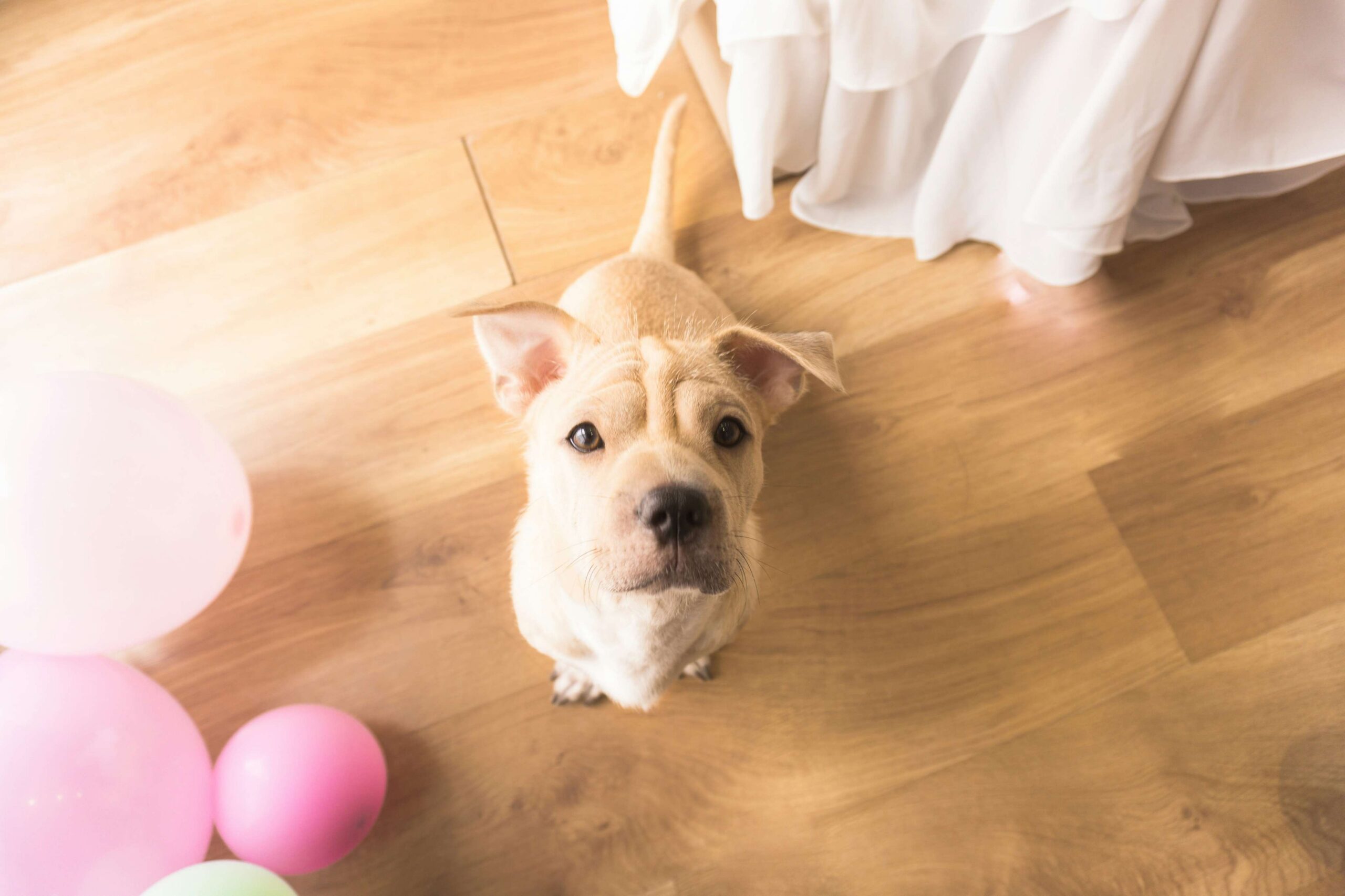 Furry Friend Paradise: Essential Dog-Friendly Apartment Tips for Your Home